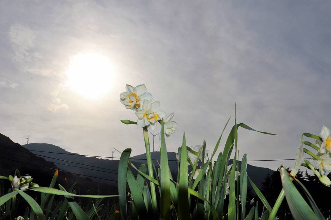 Bir demeti tarlada 100-120 TL, tezgahta 150-200 TL! O kentte hasat başladı 3